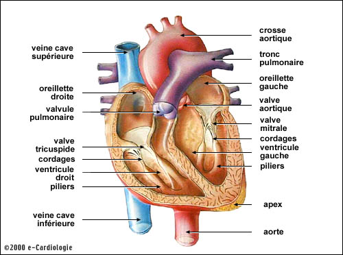 anatomie physilogie coeur